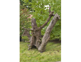 Wurzelstock - Findling 523