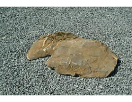 Solitärfindlinge für Gärten,Gestaltungsstein - Findling 213