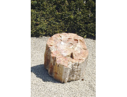 Raritäten,Versteinertes Holz - Findling 682