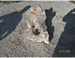 Findling 459 - Solitärfindlinge für Gärten,Gestaltungsstein Solitärfindlinge für Gärten,Gestaltungsstein - Findling 459